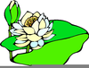 Animated Lilies Clipart Image
