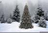 Winter Forest Christmas Image