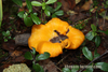 Yellow Cantarell Mushroom Image