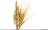 Wheat Cliparts Image