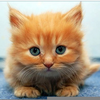 Fluffy Orange Kittens Image