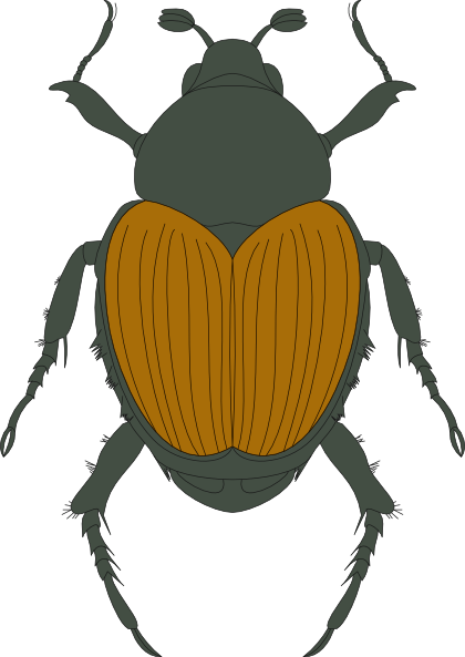 clipart beetle - photo #49