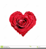 Free Clipart Of Single Red Rose Image