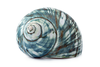 Shell Image