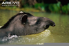 Mountain Tapir Swimming Image