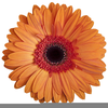 Gerber Daisy Clipart Image