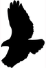 Hawk Clipart Image Image