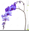 Purple Orchid Clipart Image