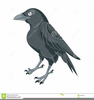 Cartoon Crow Clipart Image