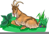 Clipart Of Guinea Pig Image