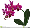 Orchids Clipart Free Image