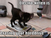 Funny Pictures Kitten Erases Your Hard Drive Image