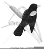 Blackbird Clipart Free Image