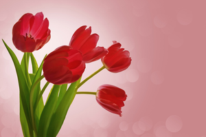 Background With Tulips Image