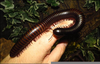 Giant African Centipede Image