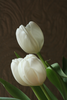 Tulip Image