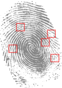 Fingerprint Showing Minutiae Ridges Bifurcations And Endings Clip Art