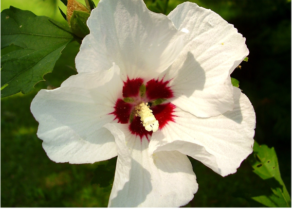 clipart rose of sharon - photo #28