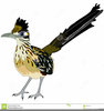 Roadrunner Bird Clipart Image