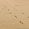 Free Footprint In The Sand Clipart Image