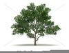 Clipart Of Magnolia Tree Image
