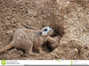 Meerkat Clipart Image