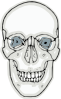 Human Skull  Clip Art