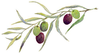 Olive Branch Graphic Image