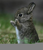 Really Cute Rabbits Image