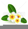 Clipart Plumeria Image