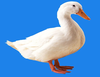 Farm Duck Image