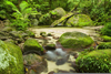 Daintree Rainforest Rocks Image