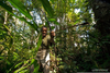 Jungle People Hunting Image