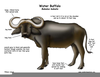 Water Buffalo Clipart Image