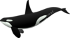 Whale Clip Art