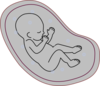 Human Embryo Clip Art