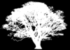 White Tree Silhouette On Black Clip Art