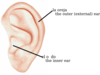 Ear/oreja Clip Art