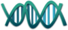 Dna Clip Art