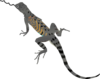 Lizardtongue Clip Art