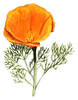 California Poppy Clipart Image