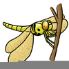 Clipart Free Dragon Dragonfly Image