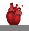 Heart Association Clipart Image