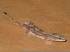 Box Patterned Gecko Image
