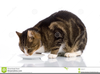 Clipart Cat Eating Image