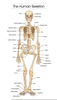 Detailed Human Skeleton Image