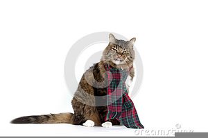 Cat Wearing A Backpack Clipart Image