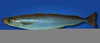 Southern Blue Whiting Image