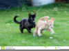 Cute Kittens Clipart Image