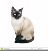 Free Siamese Cat Clipart Image